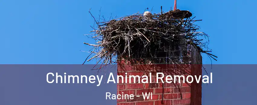  Chimney Animal Removal Racine - WI