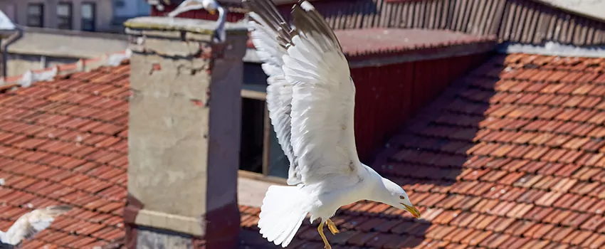 Residential Chimney Animal Removal Solution in Racine, WI